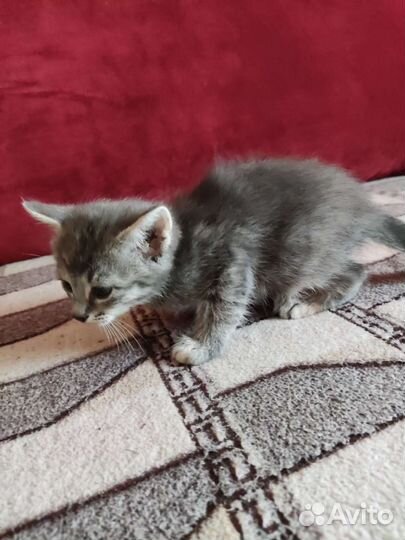 Котенок девочка породы Сфинкс-Браш