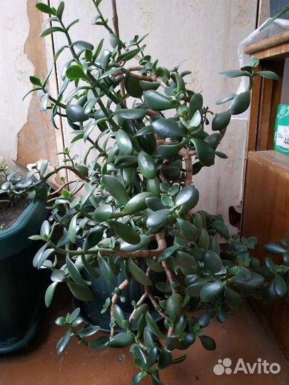 Лечебные растения каланхоэ алоэ вера толстянка