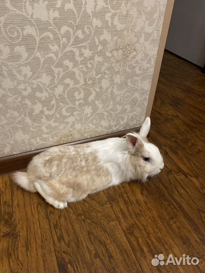 Кролик для вязки