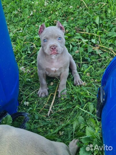 Продажа щеноков американских булли