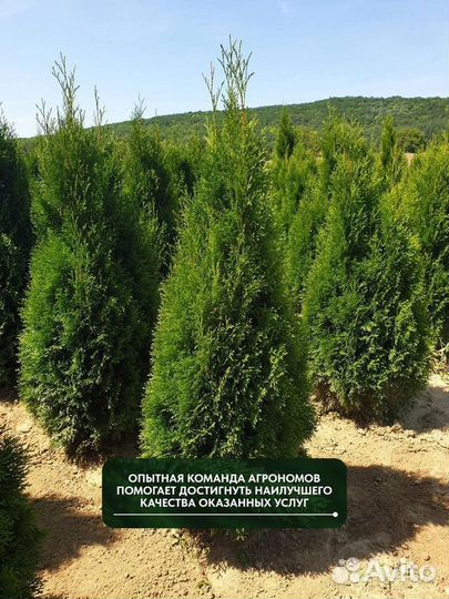 Туя западная Смарагд, крупномер