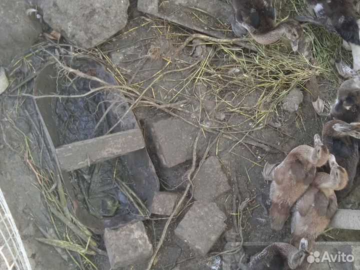 Индоутка мускусные утята