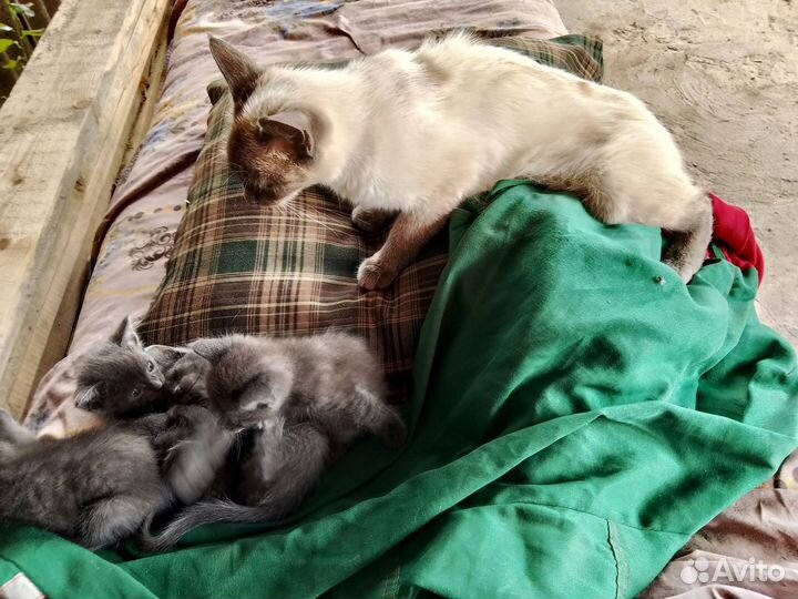 Котята в добрые руки бесплатно