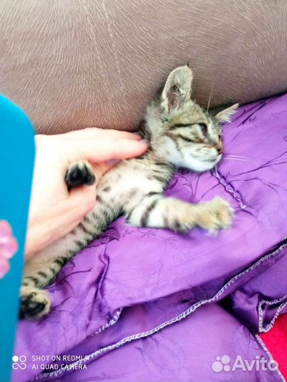 Котик в добрые руки