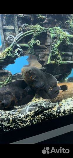 Рыба астронотус тигровый