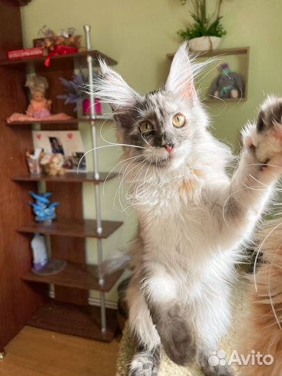 Котята мейн-кун