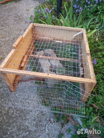 Клетка для перепелов