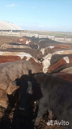 Бычки и Телки