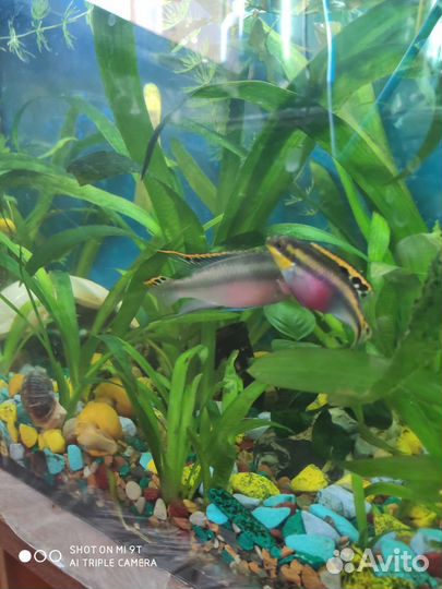 Аквариумные рыбки