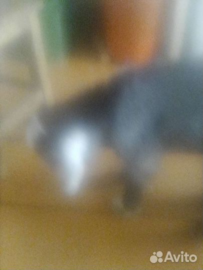 Продается козичка