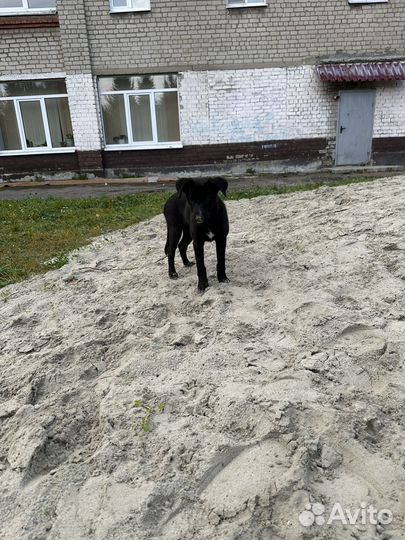 Собака в добрые руки отдам бесплатно