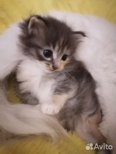 Отдам котенка бесплатно