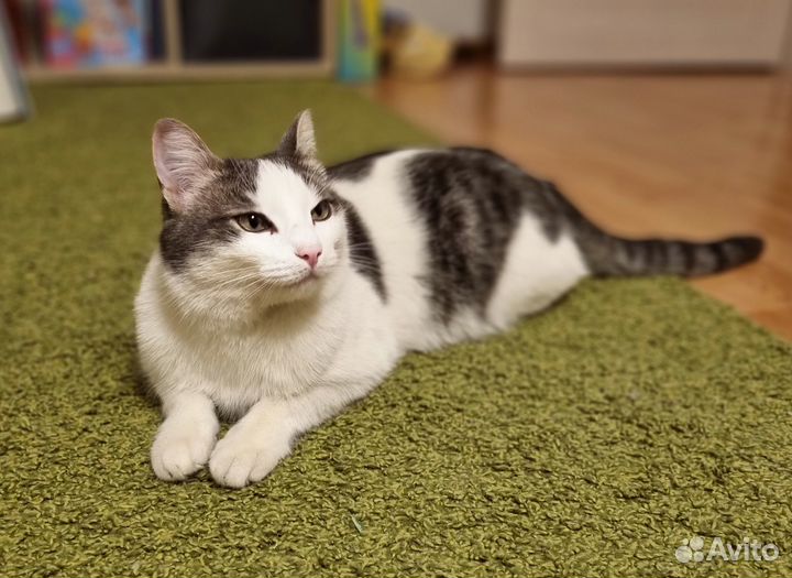 Котик мышелов в добрые руки