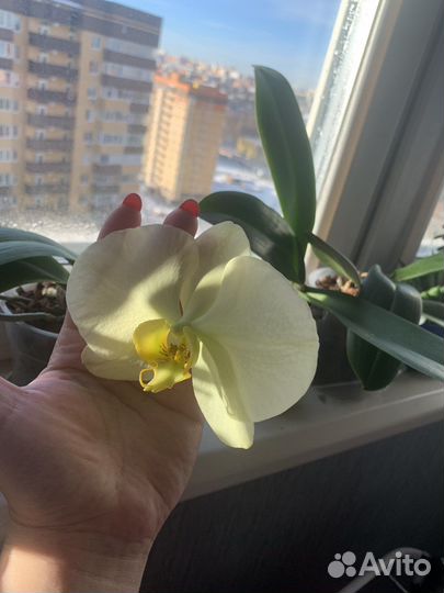 Орхидея фаленопсис