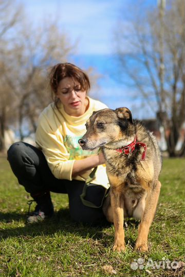 Собака Серхио бесплатно