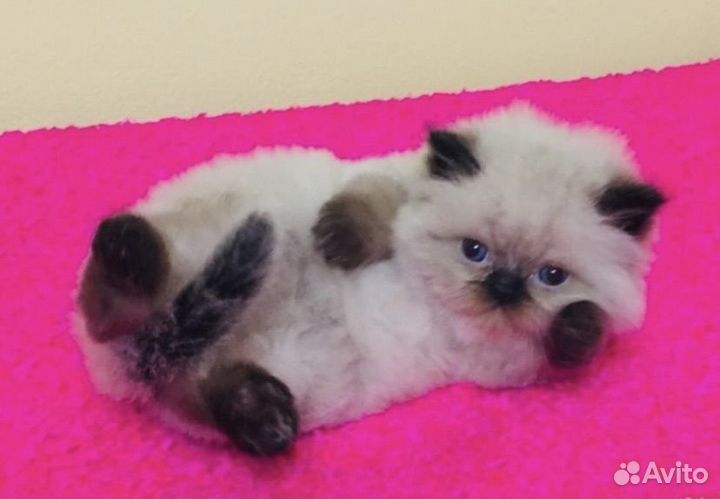 Кошка персидская гемолайская для вязки