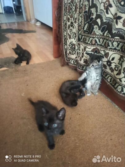 Отдам котёнка в добрые руки