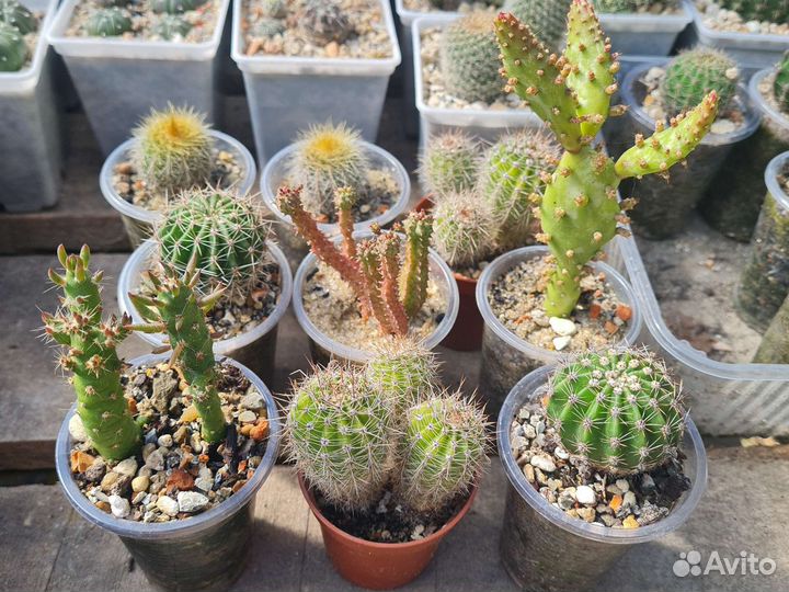 Кактус, кактусы