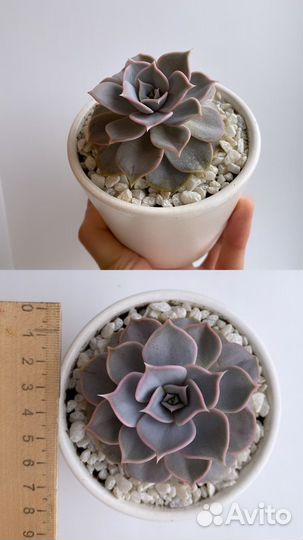 Суккуленты