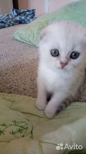 Шотландская