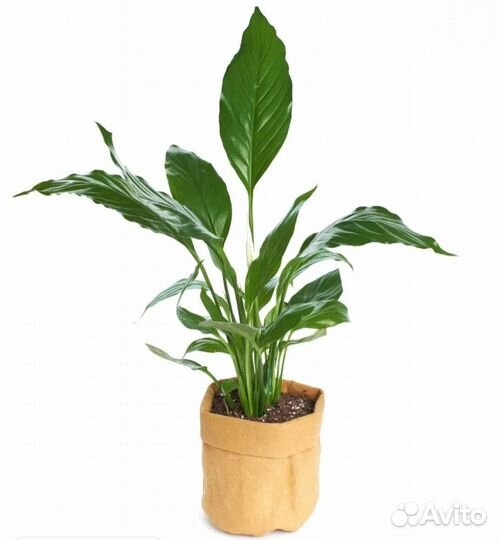 Комнатные цветы