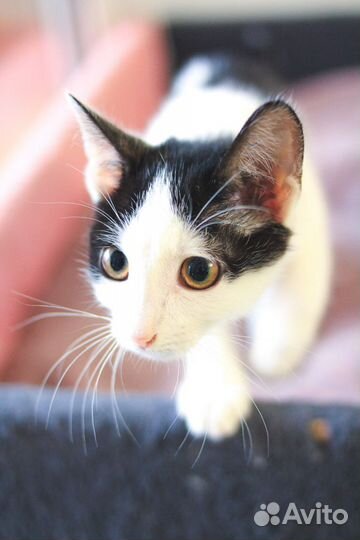 Девочка 4 мес в дар