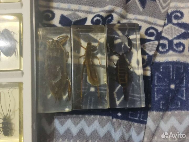 Насекомые в смоле настоящие