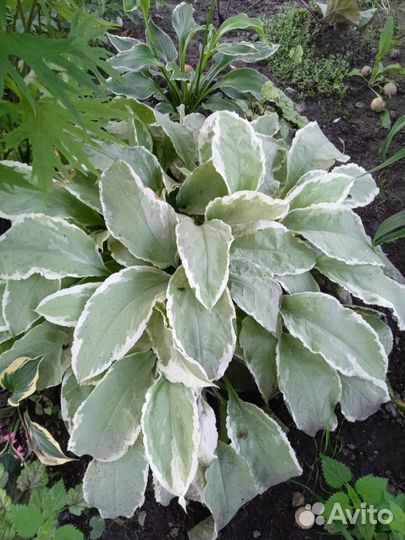 Медуницы и бруннера