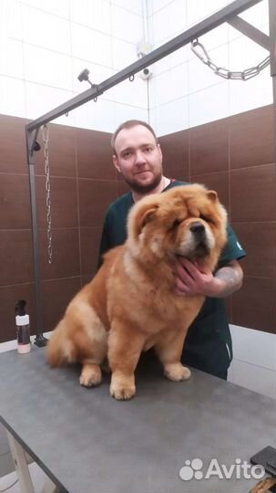 Грумер стрижка собак