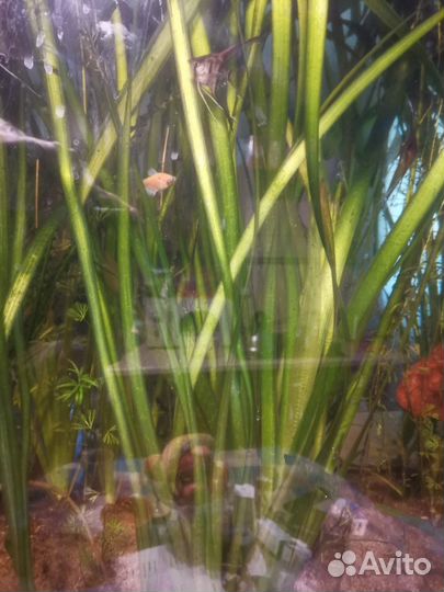 Аквариумное растение