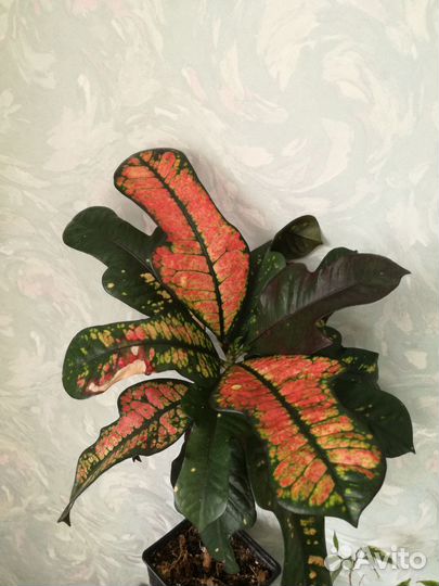 Аглаонемы Нолины Зензи Калатеи Фикусы Алоказии