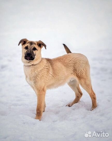 Собака из приюта в добрые руки