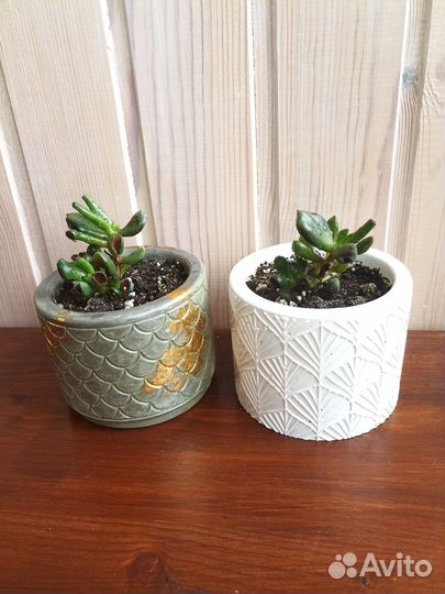 Крассула хоббит и кактус Цериус и кактусята