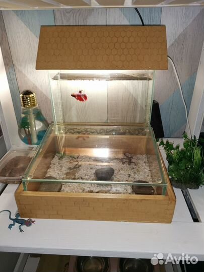 Рыбка петушок