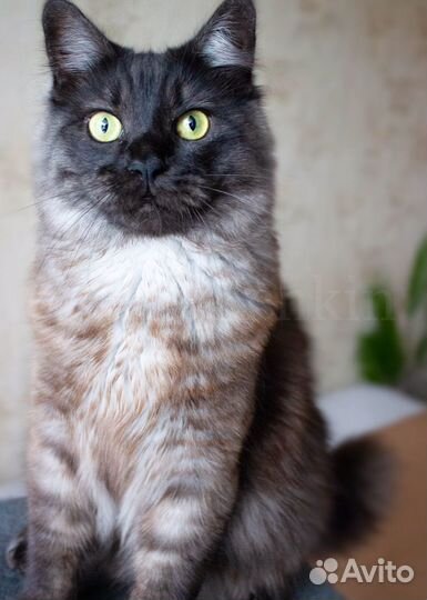 Кот манчкин long