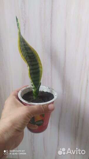 Сансевиерии