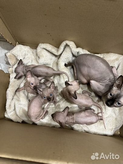 Канадский сфинкс котенок