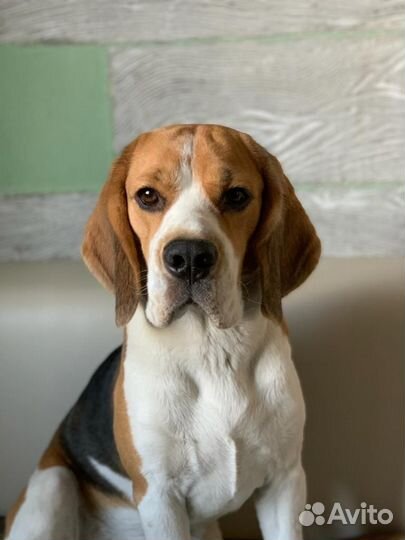 Щенки бигля