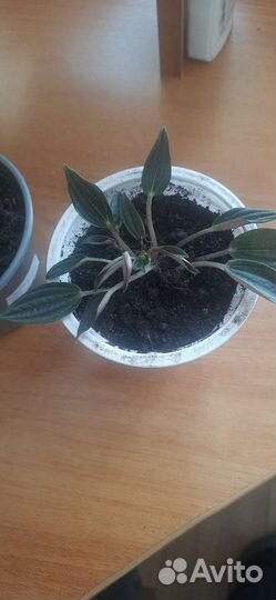 Цветок пеперомия