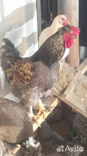 Яйцо инкубационное мясо-яичная порода