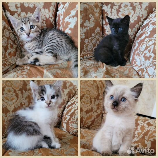 Котята в добрые руки