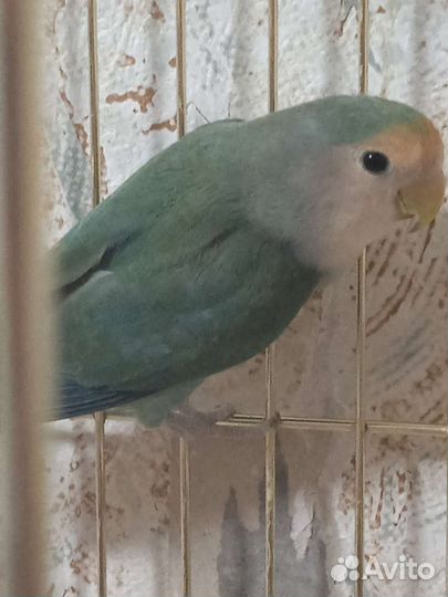 Неразлучники