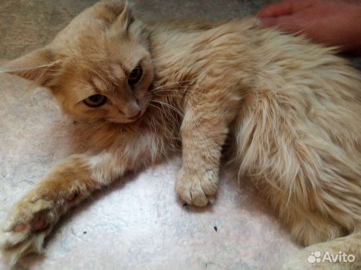 Впустите в свой дом и в свое сердце солнышко