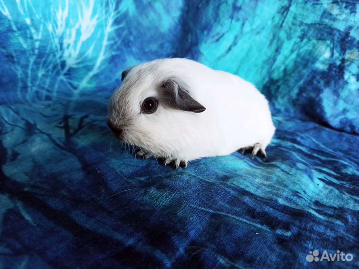 Морская свинка белоснежная Калифорния
