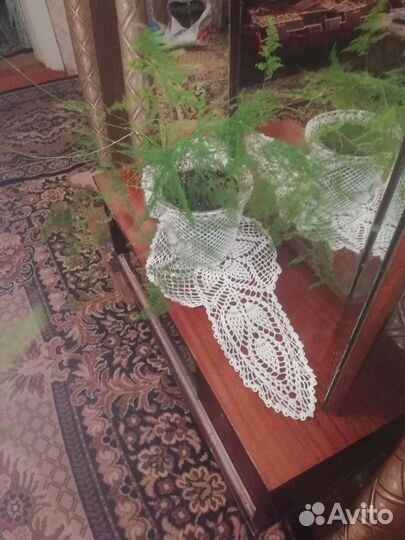 Аспарагус перистый