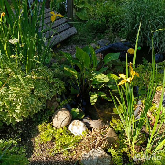 Частуха водная