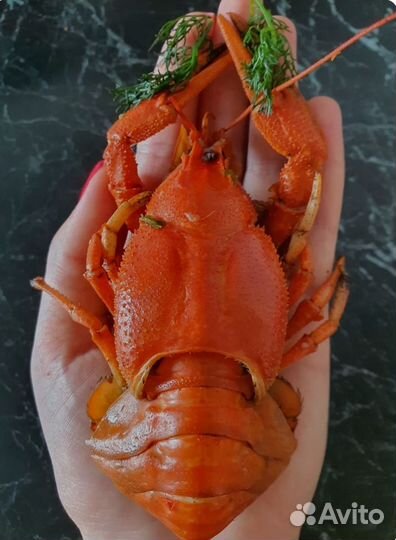 Живые раки, варим на заказ, доставка