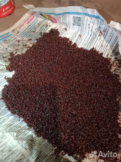 Мотыль кормовой