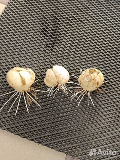 Луковицы рябчика императорского