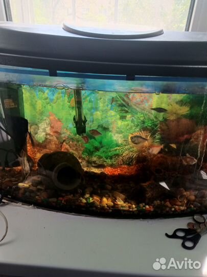 Аквариум полностью